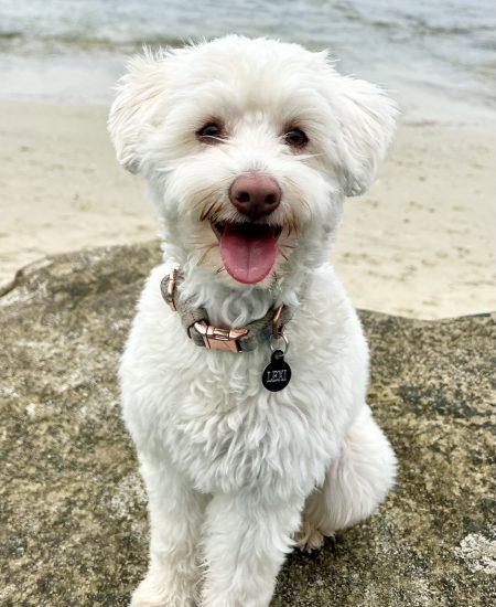lexi photo Dr. Lisa Black's therapy dog Lexi.